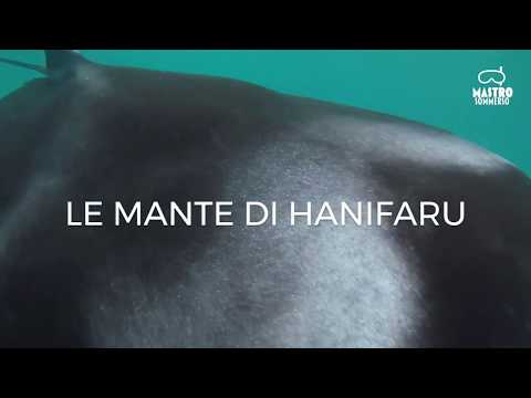 LE FANTASTICHE MANTE di Hanifaru! Sito UNESCO - Atollo di BAA - MALDIVE
