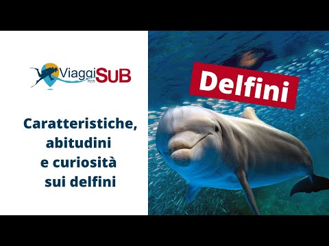 Delfini: caratteristiche, abitudini e curiosità sui delfini che (forse) non sai!