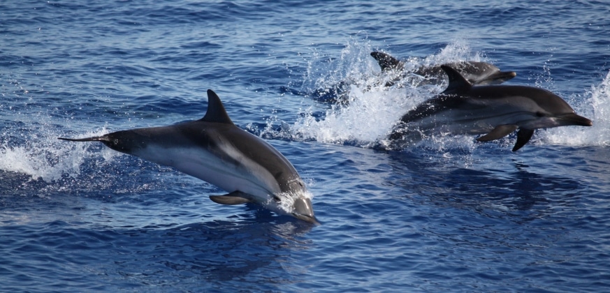 Delfini Caretteristiche Abitudini E Leggende