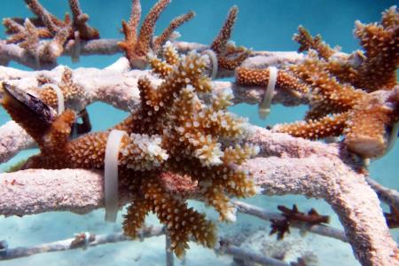 Coral Farming