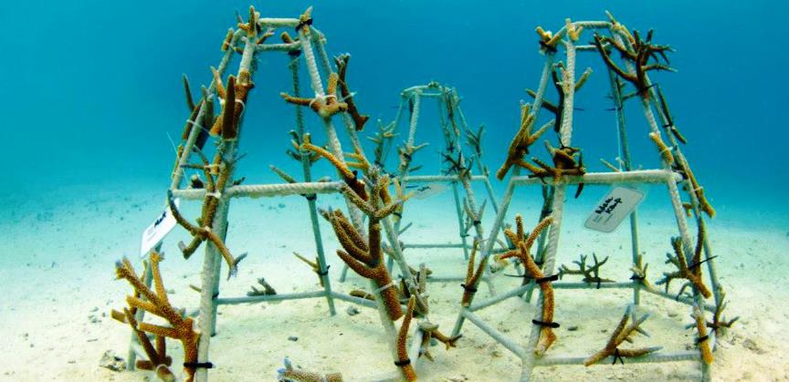 Coral Gardening