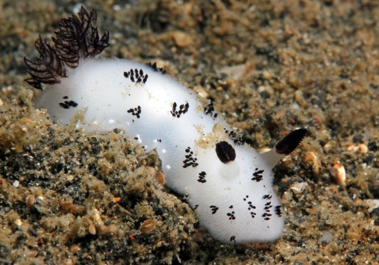 Coniglio di mare Jorunna Parva