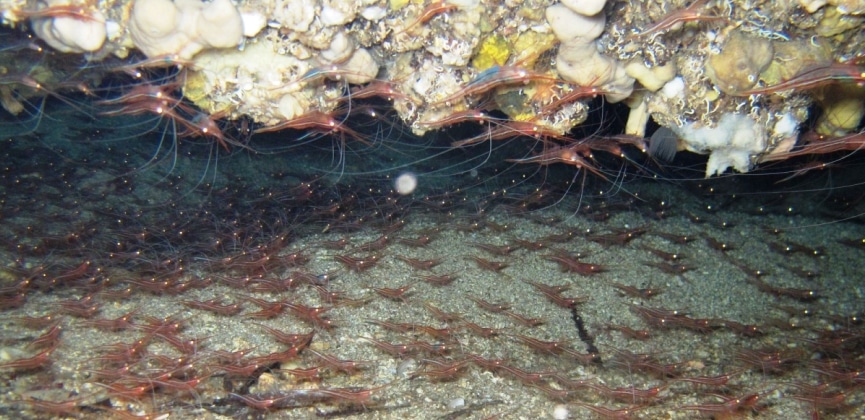 Grotta dei gamberi a Ustica