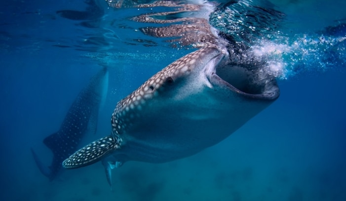 Whale shark