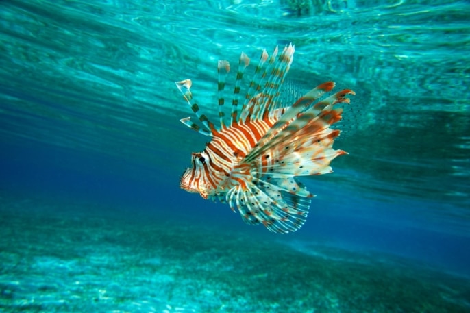 Lion Fish