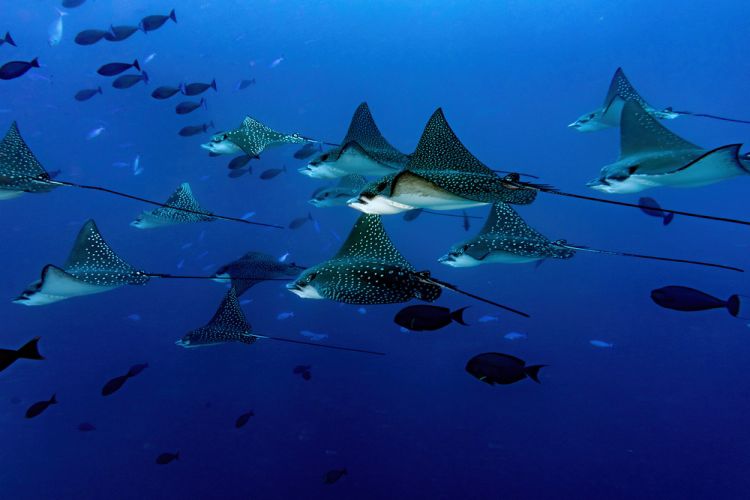 Aquile di Mare, Maldive