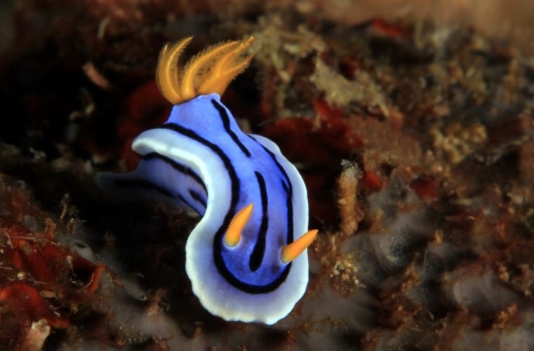 Chromodoris nudibranchi Filippine