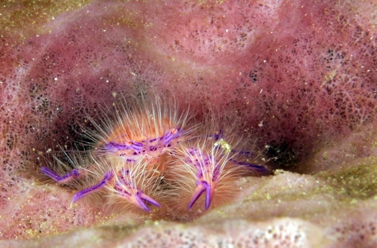 Squat Lobster Filippine