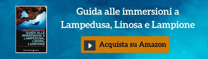 Guida alle immersioni a Lampedusa, Linosa e Lampione