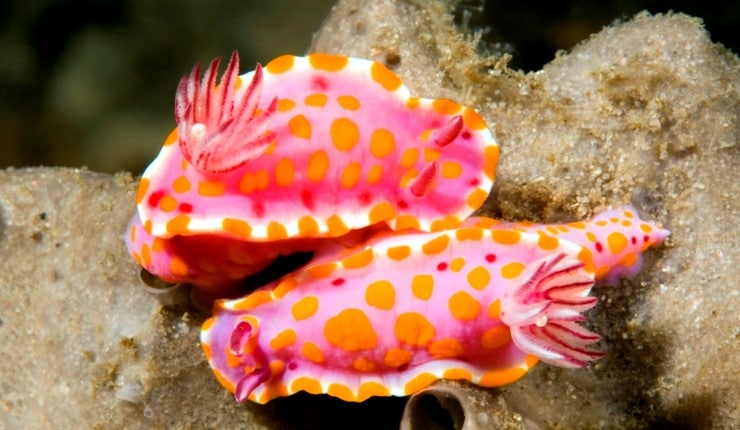 Nudibranchi