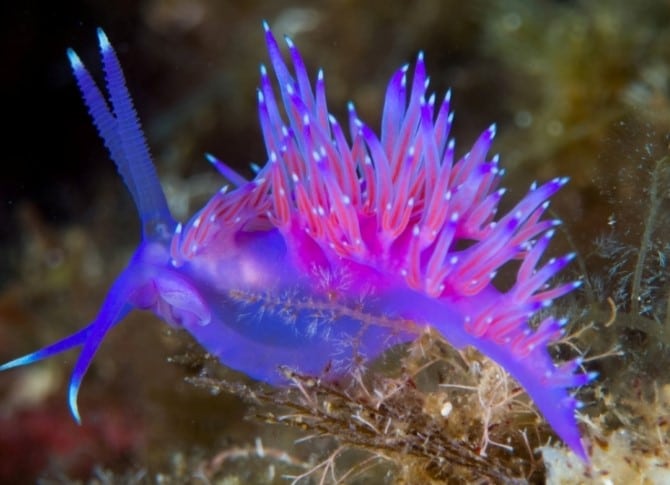 Nudibranco flabellina