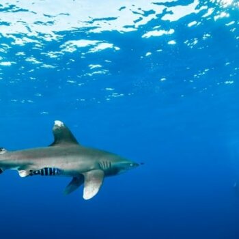 Carcharhinus longimanus