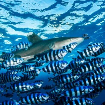Squalo longimanus