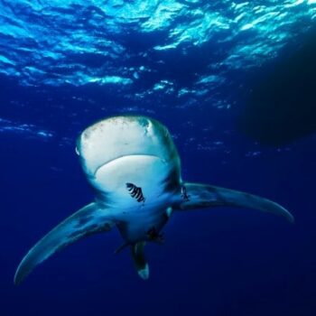 Longimanus