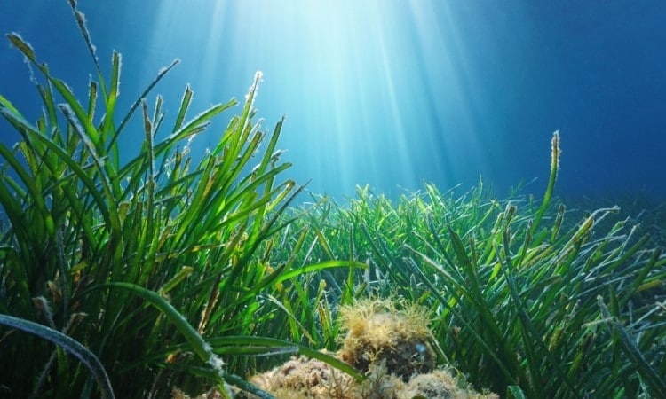 Posidonia oceanica