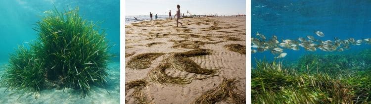 Posidonia oceanica