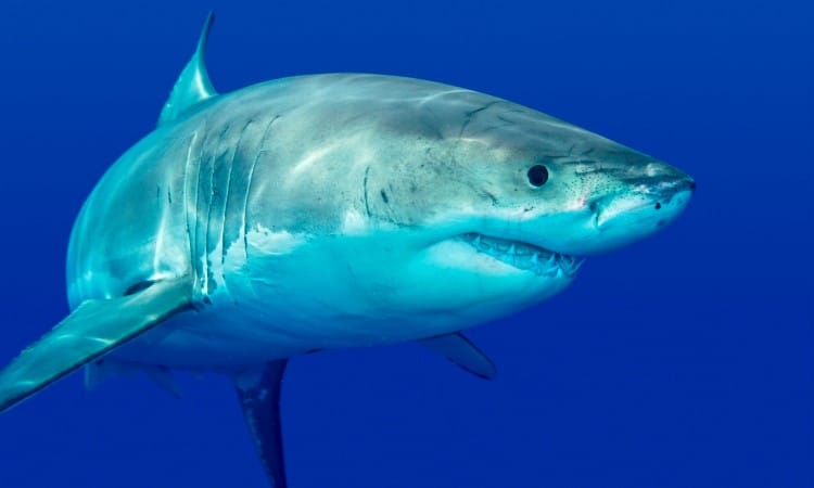 Great white shark