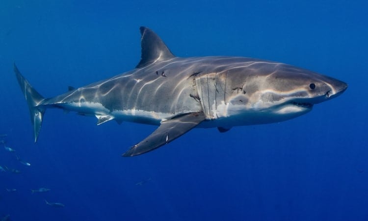 Great white shark