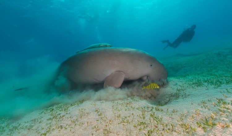 Dugongo (dugong dugon)