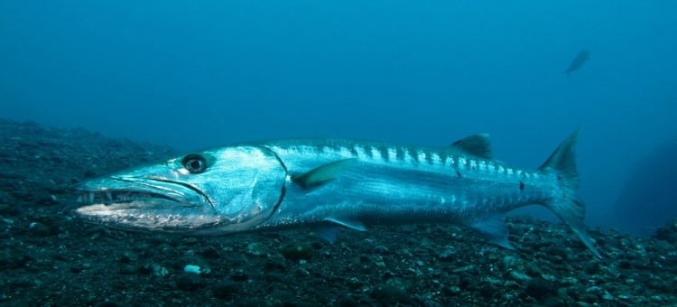 Barracuda