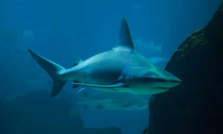 Squalo grigio (Carcharhinus plumbeus)