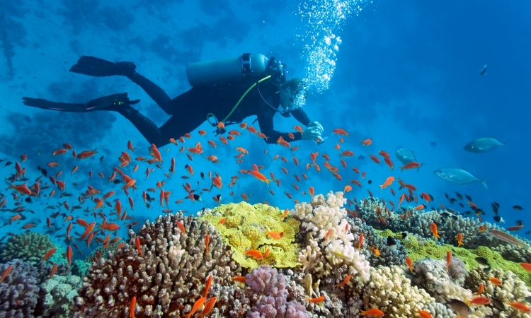 Barriera corallina Mar Rosso