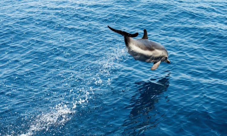 Santuario dei cetacei Pelagos