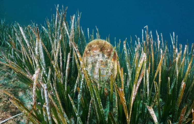 una pinna in mare ne segnala la presenza