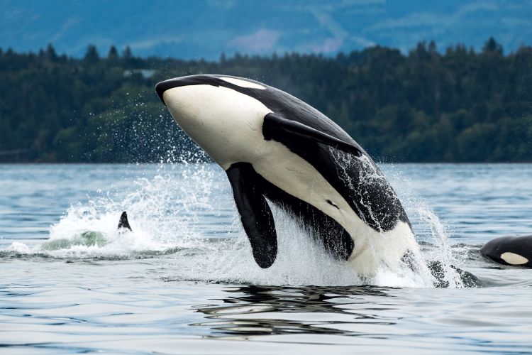 Orca