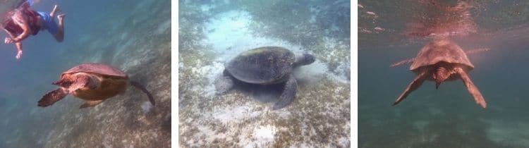 Marsa Mubarak snorkeling