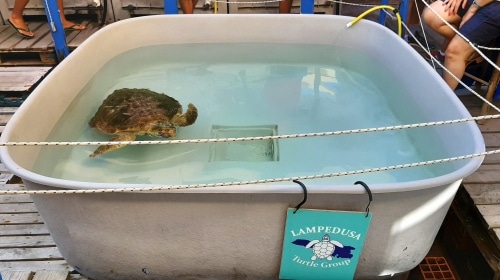 Ospedale delle tartarughe a Lampedusa