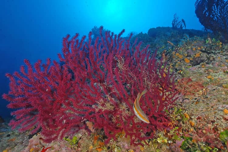 Favignana diving