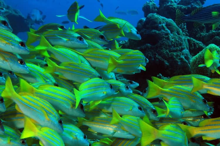 Immersioni diving Maldive