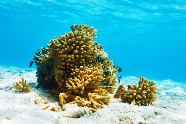 Snorkeling atollo di Ari, Maldive