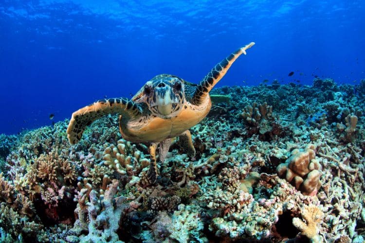 Diving Maldive