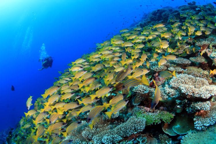 Immersioni Maldive