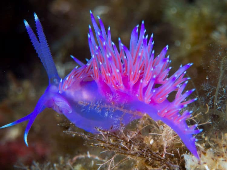 Diving a Linosa, nudibranco flabellina