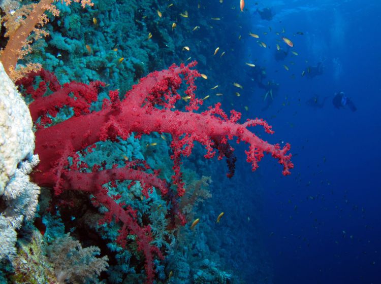 Elphinstone Reef, Mar Rosso