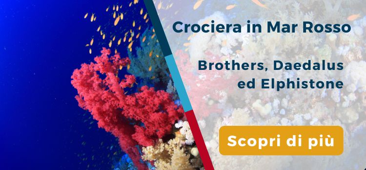 Crociera Brothers, Daedalus ed Elphistone