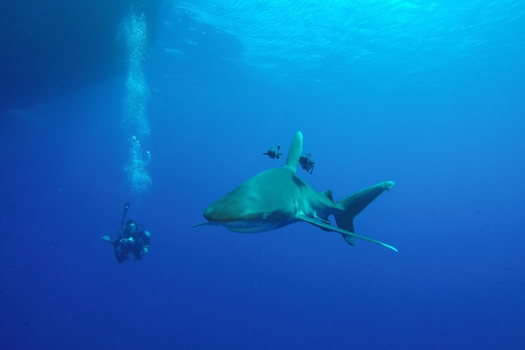 Immersioni con squali Daedalus reef