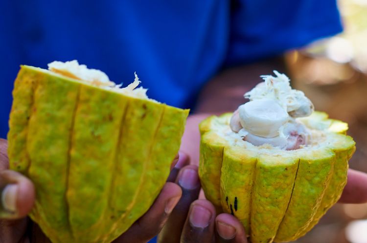 Madagascar, piantagione di cacao