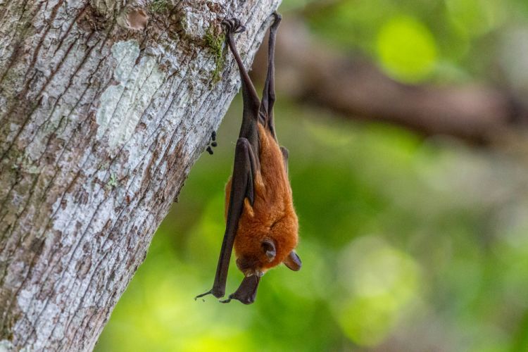 Nosy Be. Pipistrello nel Parco Lokobe