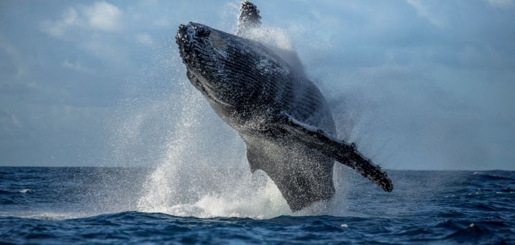 whale watching Nosy Be