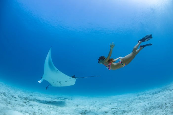 Snorkeling con le mante