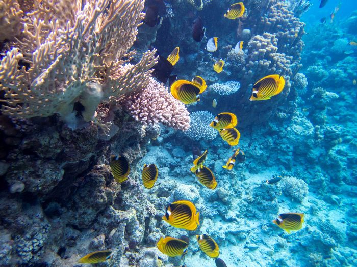 Snorkeling Mar Rosso