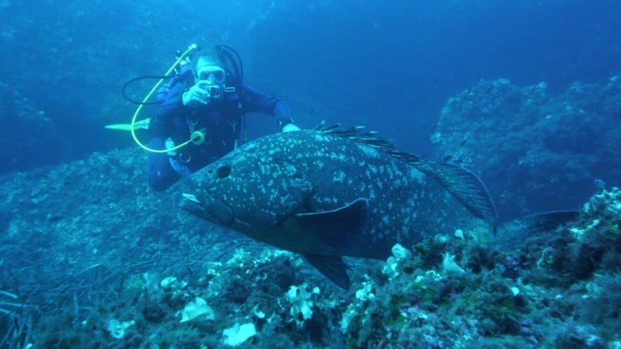 Corso sub a Ustica per principianti