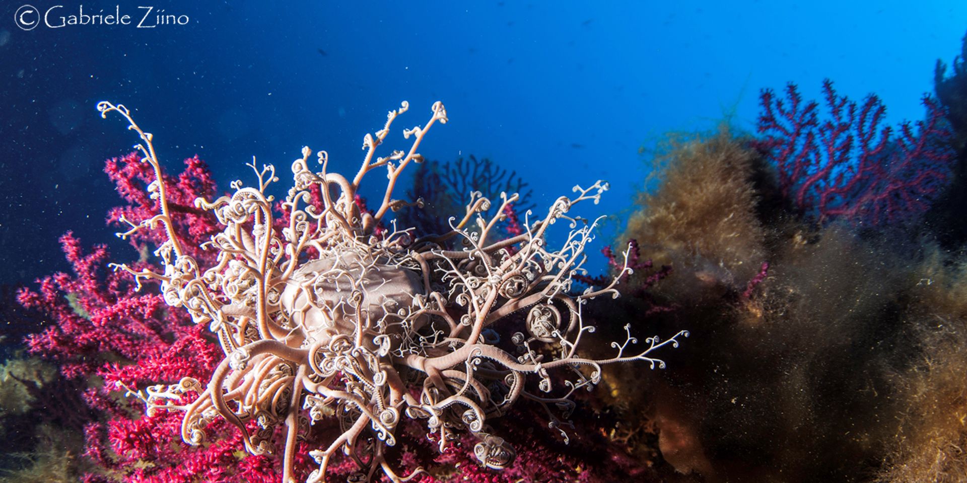 3 full day diving a Porto Ercole, Argentario. 6 immersioni