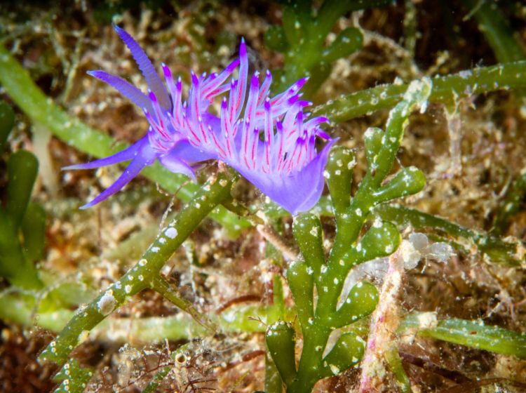 Flabellina affinis, Mediterranean underwater life