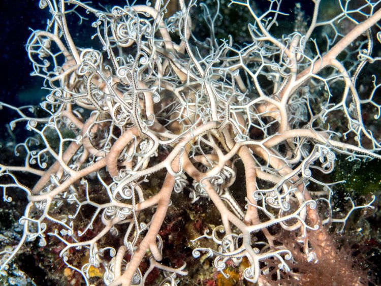 Stella gorgone, Mediterraneo