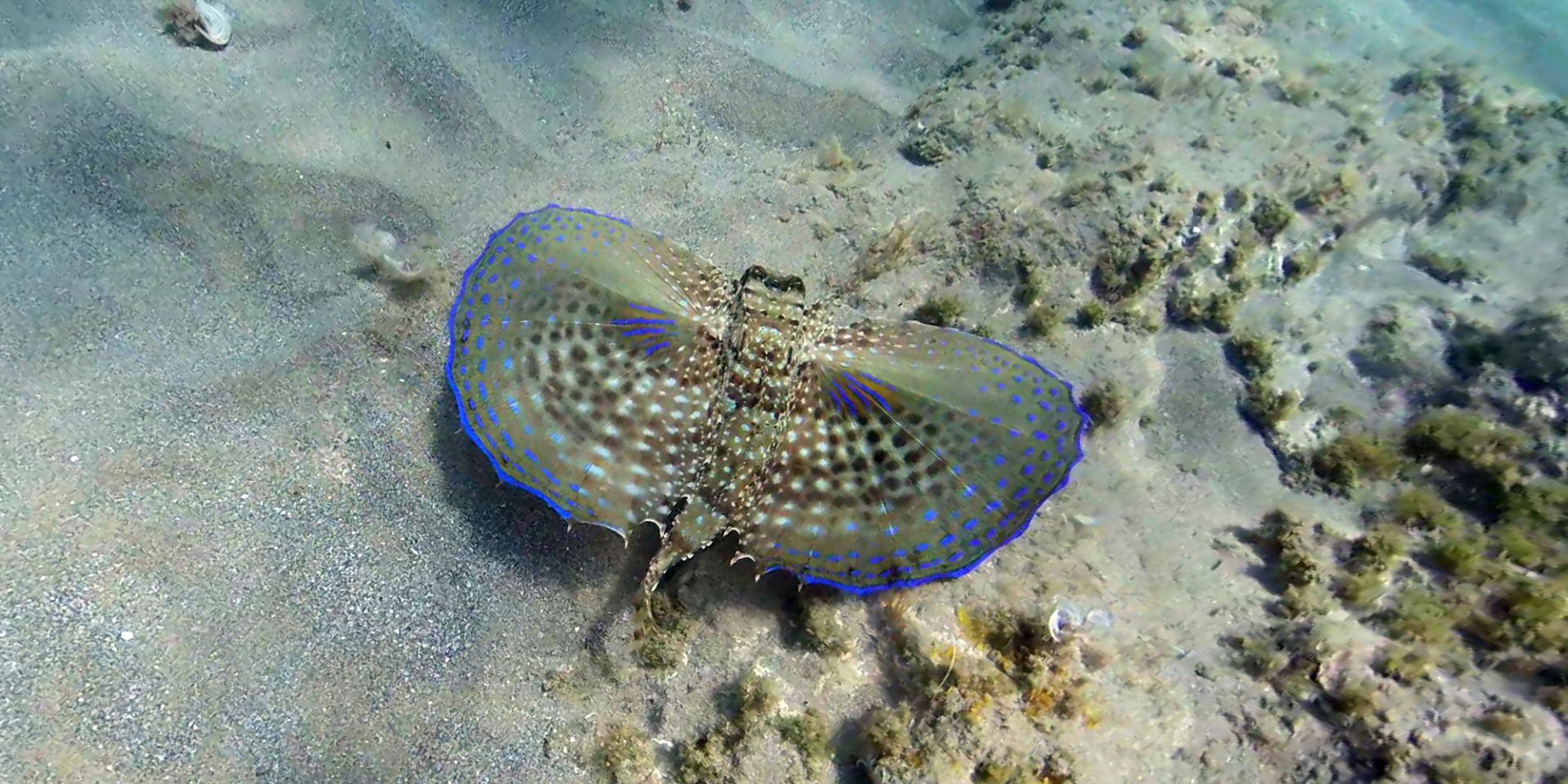 Corso sub a Lampedusa per principianti